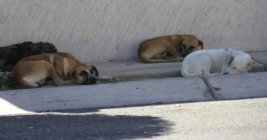 Rescatistas y Activistas Promueven Conocimiento de la Nueva Ley de Protección Animal en Sonora