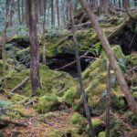 El Bosque Aokigahara, conocido también como el «Bosque de los Suicidios»