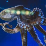 ¿Son los pulpos extraterrestres? La polémica hipótesis científica que vuelve a tomar fuerza